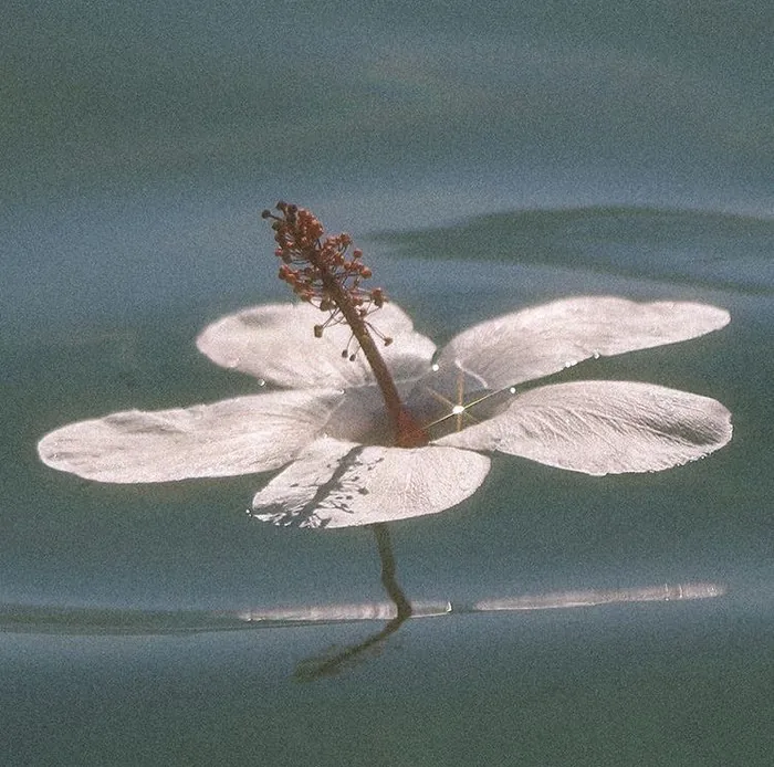 En lys blomst flyder på roligt grønt vand